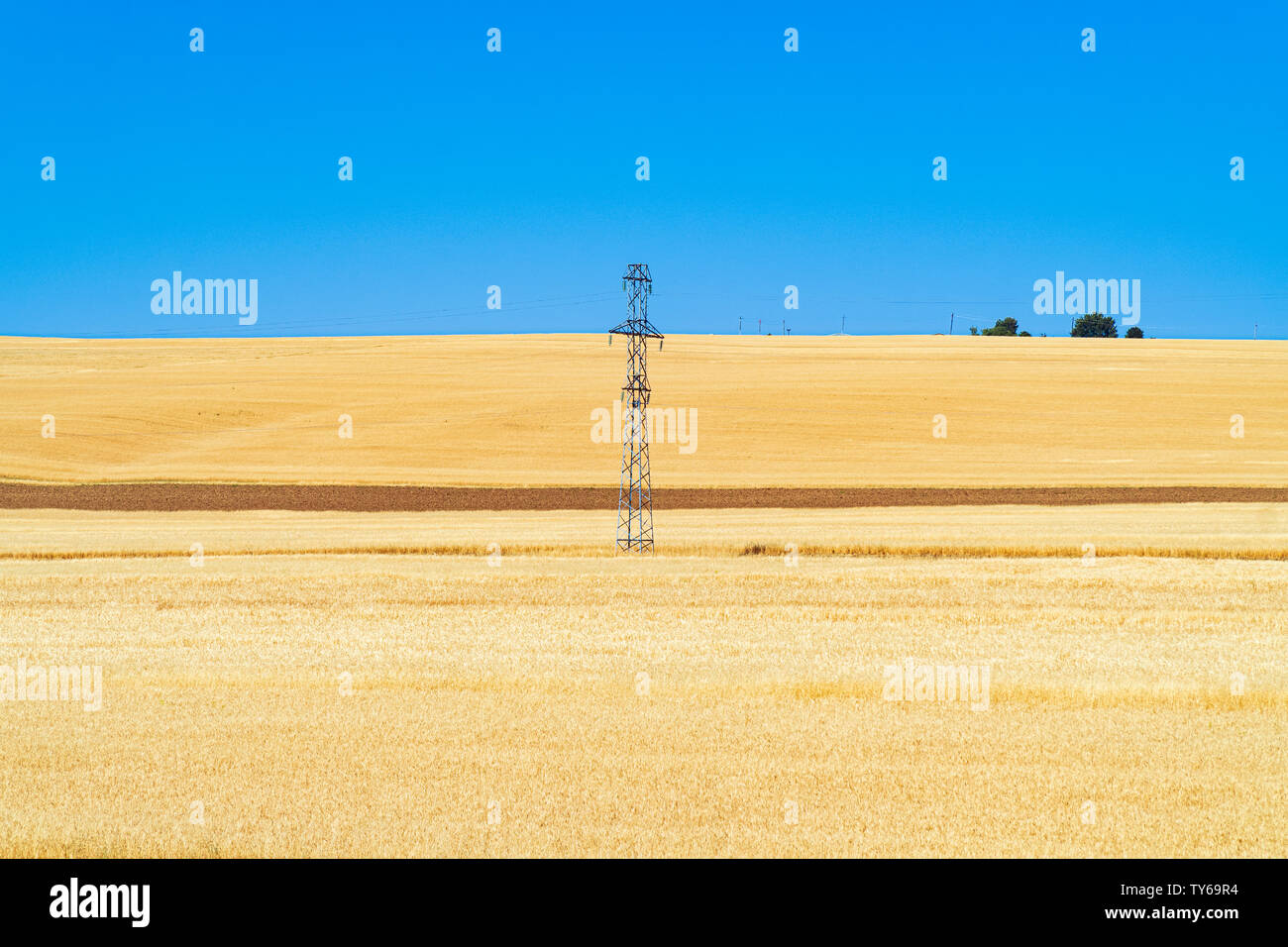 Farm fields with golden wheat ears Stock Photo - Alamy