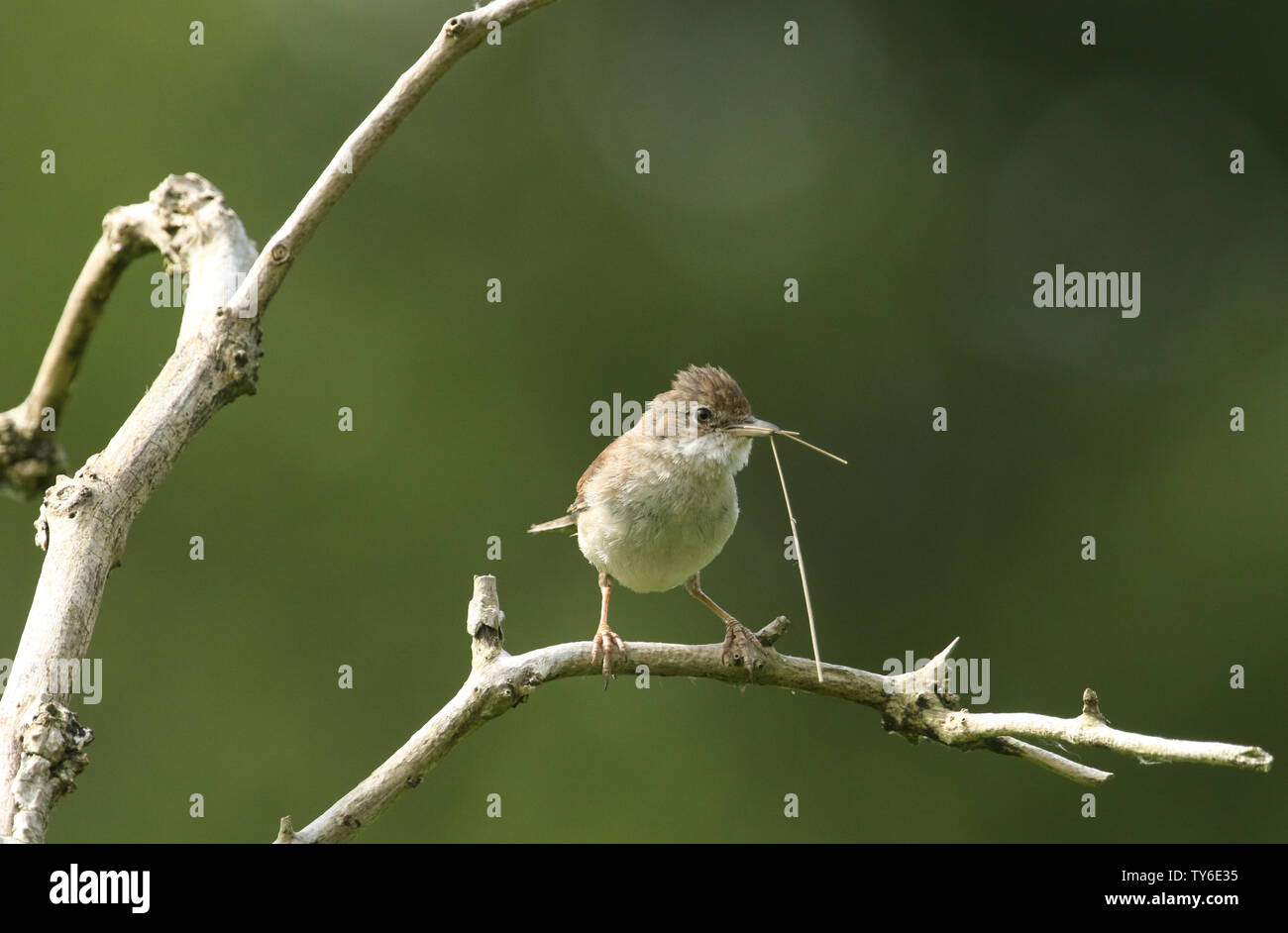 A beautiful Whitethroat, Sylvia communis, perching on a branch in a tree with nesting material in its beak. Stock Photo