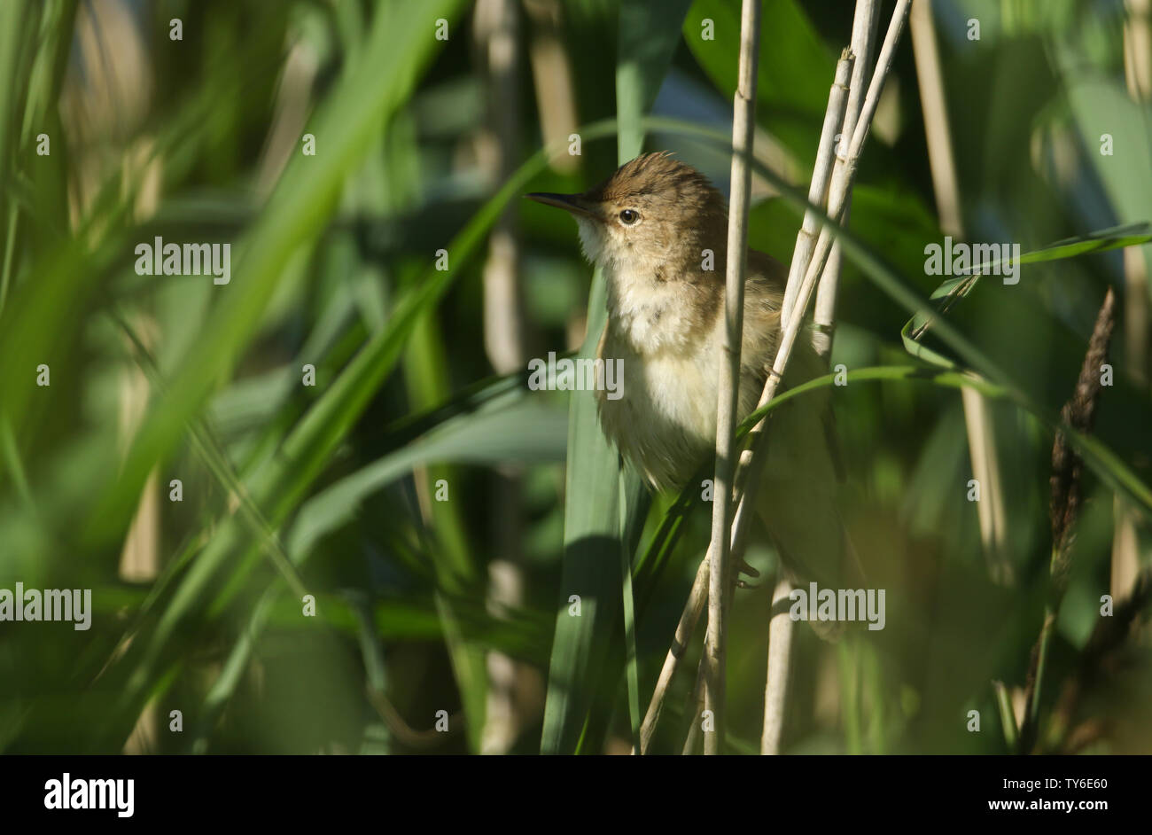 Pretty Reeds Reed warblers hi-res stock photography and images - Alamy