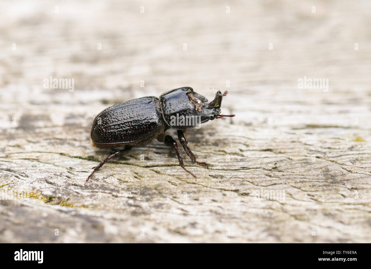 A Rhinoceros Beetle, Sinodendron cylindricum, walking across a log. Stock Photo