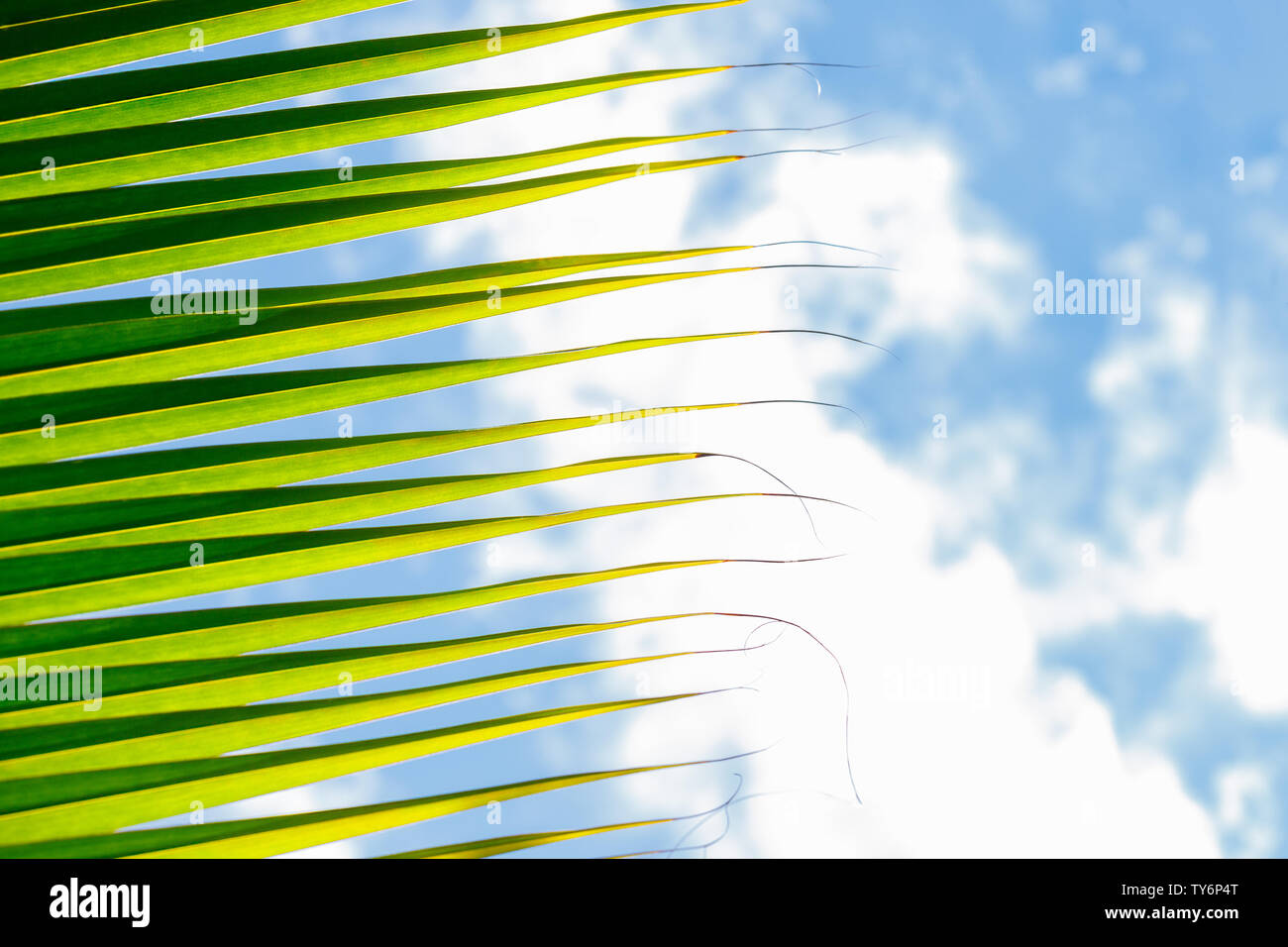 Coconut Leaves Against Blue Sky On A Sunny Day With Copy Space. Vacation And Sunny Destinations. Stock Photo