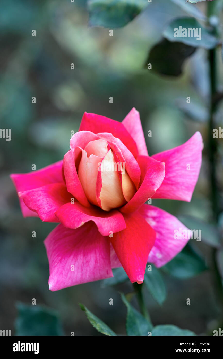 Plants rose blooms hi-res stock photography and images - Alamy