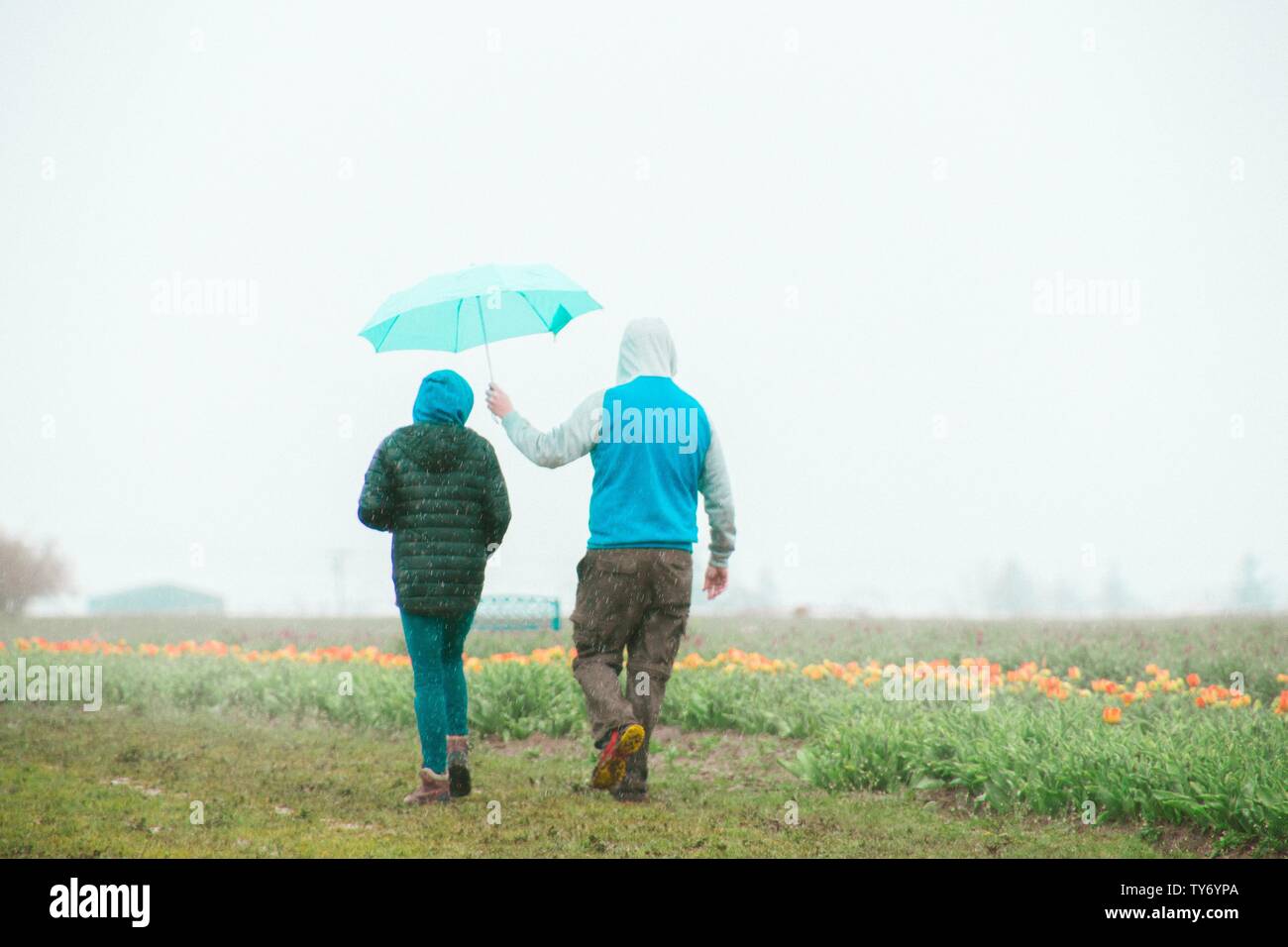 Couple standing near a tulip field with the male holding an umbrella over the female's head Stock Photo