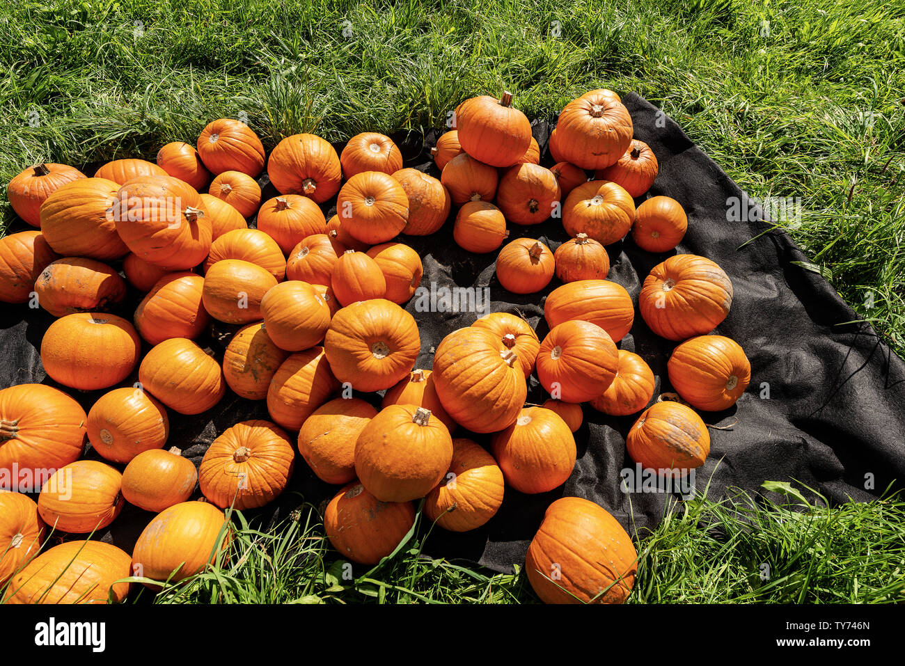 Harvest of a group of orange pumpkins for sale on a green grass lawn ...