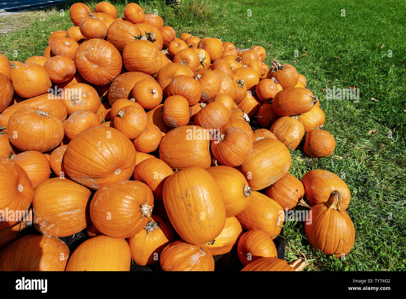 Harvest of a group of orange pumpkins for sale on a green grass lawn ...
