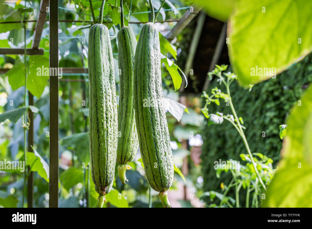 Fresh green loofah growing under the scaffolding Stock Photo Alamy
