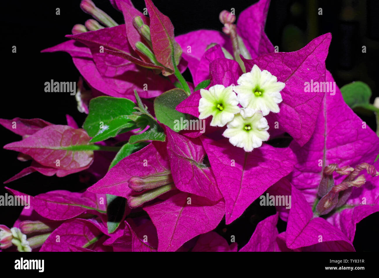Bouganvillea flowering close-up Stock Photo - Alamy