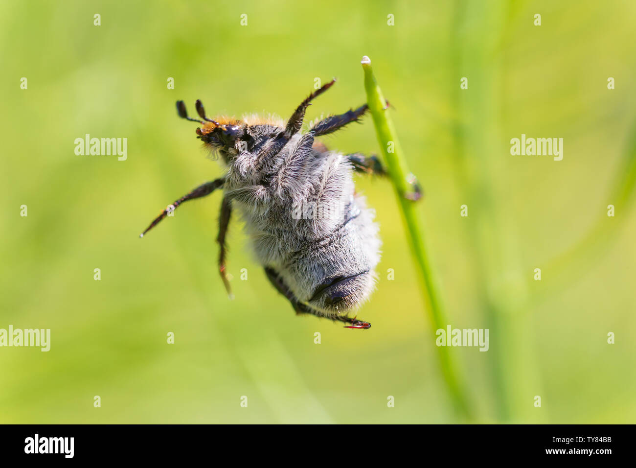 close up of Anisoplia austriaca beetle hanging on plant Stock Photo