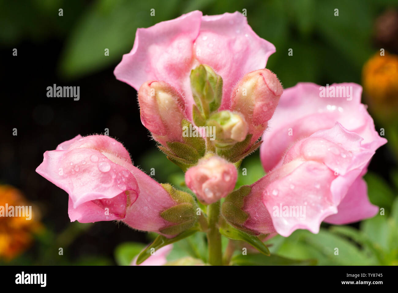 Antirrhinum majus, Snapdragon pink flowers closeup in an English garden in summer. United Kingdom. Stock Photo