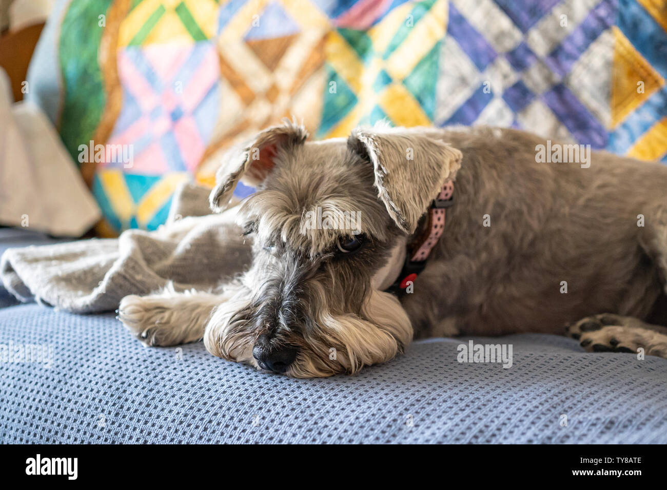 Miniature schnauzer sleeping and resting on top of the armchair Stock