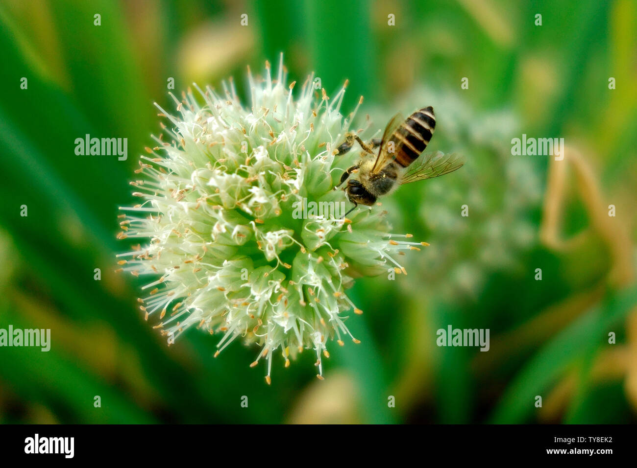Onion and bees Stock Photo Alamy