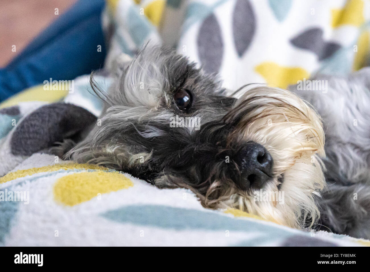Miniature schnauzer sleeping and resting on top of the armchair Stock