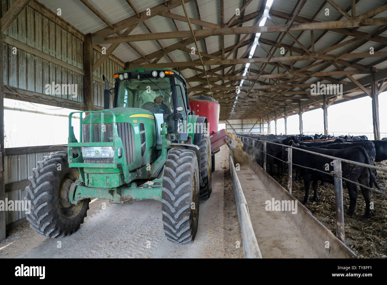 Atlantic, USA. 18th June, 2019. Bret Pellett, son of farm owner Bill Pellett, adds feeds for cattle at their family farm in Atlantic, a small city in the Midwestern state of Iowa, the United States, June 18, 2019. From cattle feeders in Iowa to pecan growers in Georgia, U.S. farmers are worrying about further damage caused by market uncertainties as trade tensions between the world's two largest economies drag on. TO GO WITH Feature: U.S. farmers frustrated by damage caused by tariff uncertainties Credit: Wang Ying/Xinhua/Alamy Live News Stock Photo