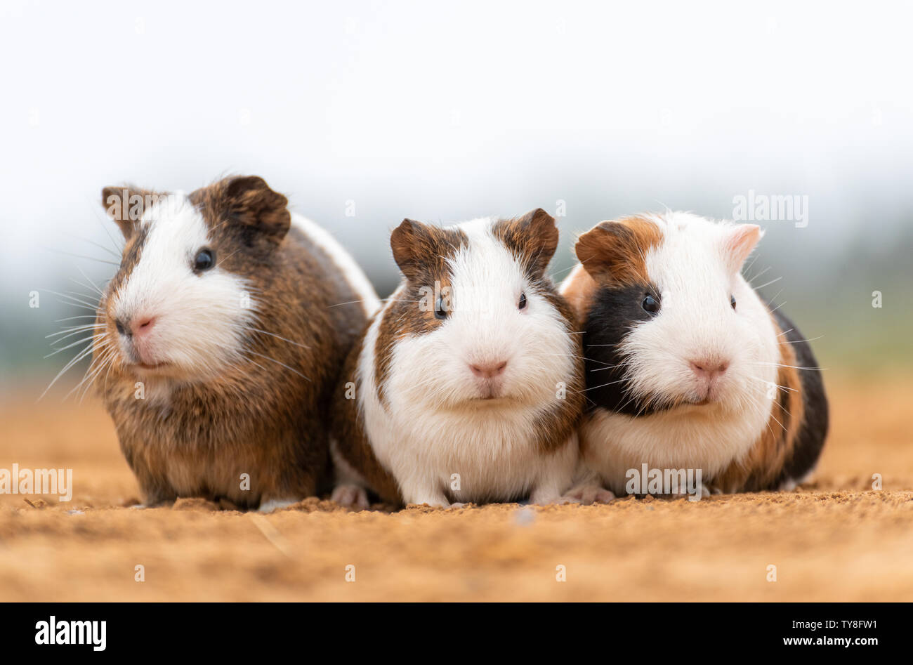 Three cute guinea pigs in the yellow land. Stock Photo