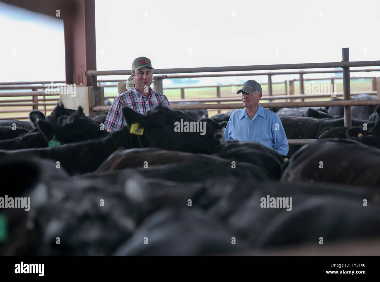 Cattle Feeders Stock Photos Cattle Feeders Stock Images Alamy