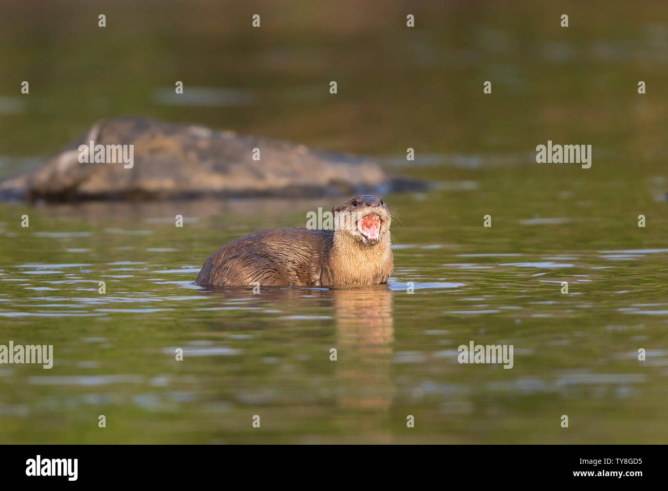 The image of Smooth-coated otter (Lutrogale perspicillata) was taken in Chambal river, Rajasthan, India Stock Photo