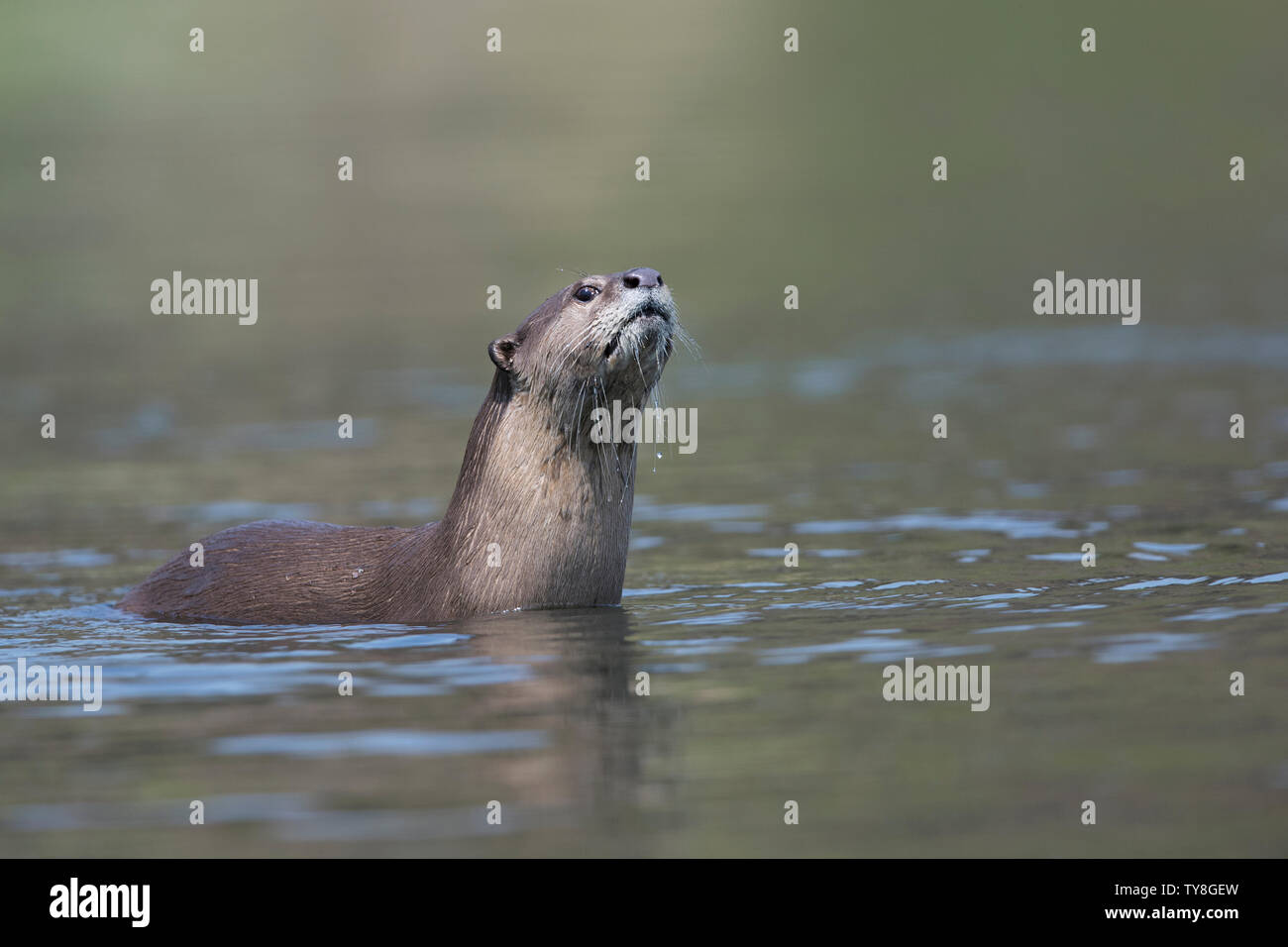 The image of Smooth-coated otter (Lutrogale perspicillata) was taken  in Chambal river, Rajasthan, India Stock Photo