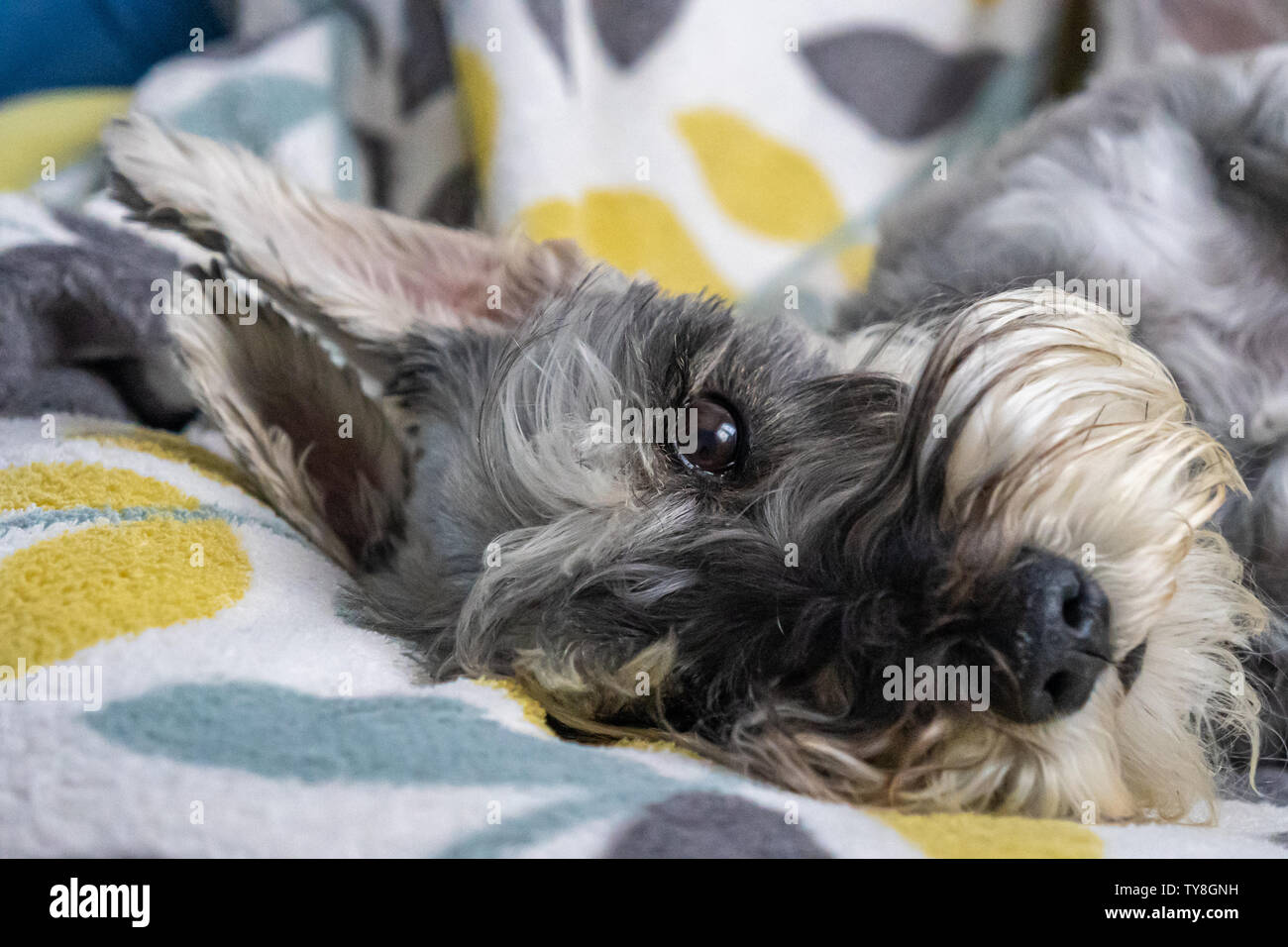 Miniature schnauzer sleeping and resting on top of the armchair Stock