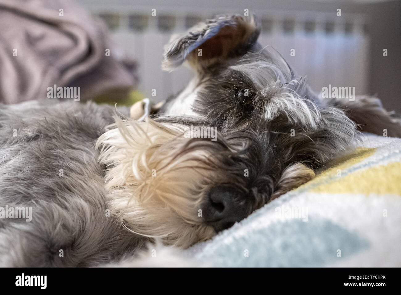 Miniature schnauzer sleeping and resting on top of the armchair Stock Photo