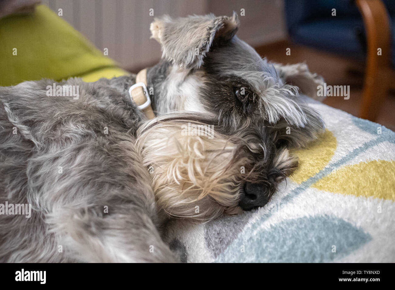 Miniature schnauzer sleeping and resting on top of the armchair Stock