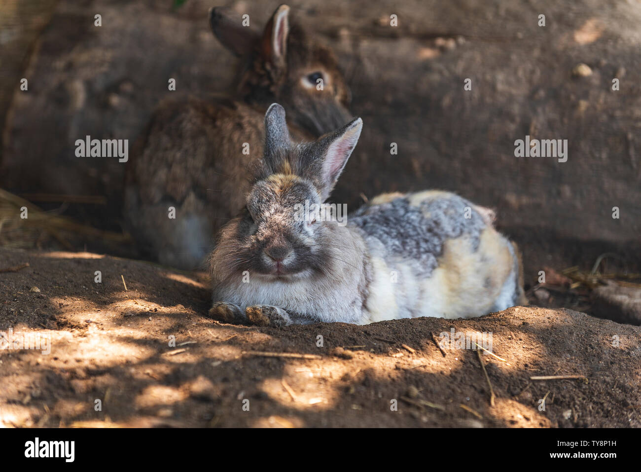 Brown rabbits are resting in shadow Stock Photo - Alamy