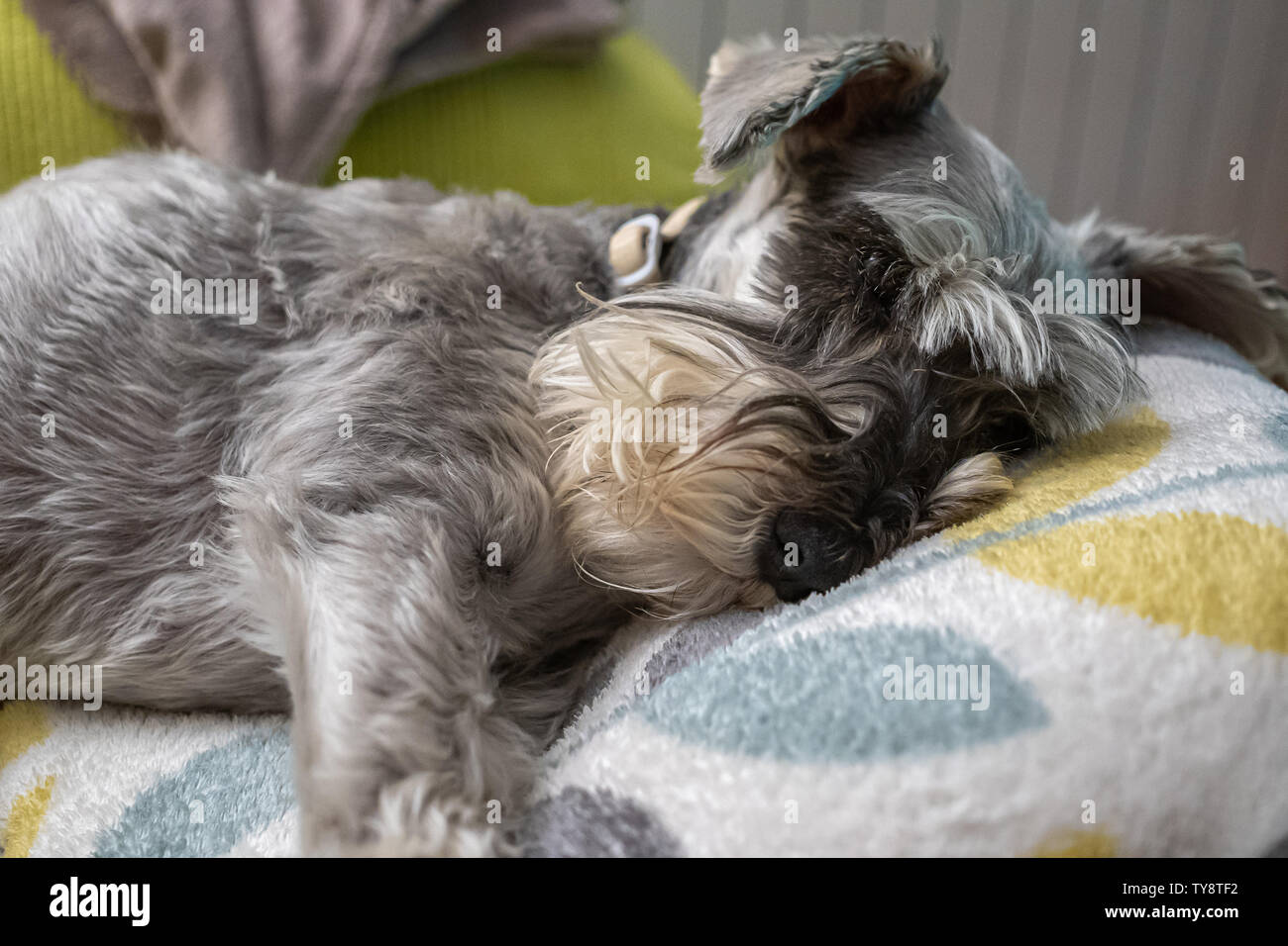 How Much Sleep Does A Miniature Schnauzer Need