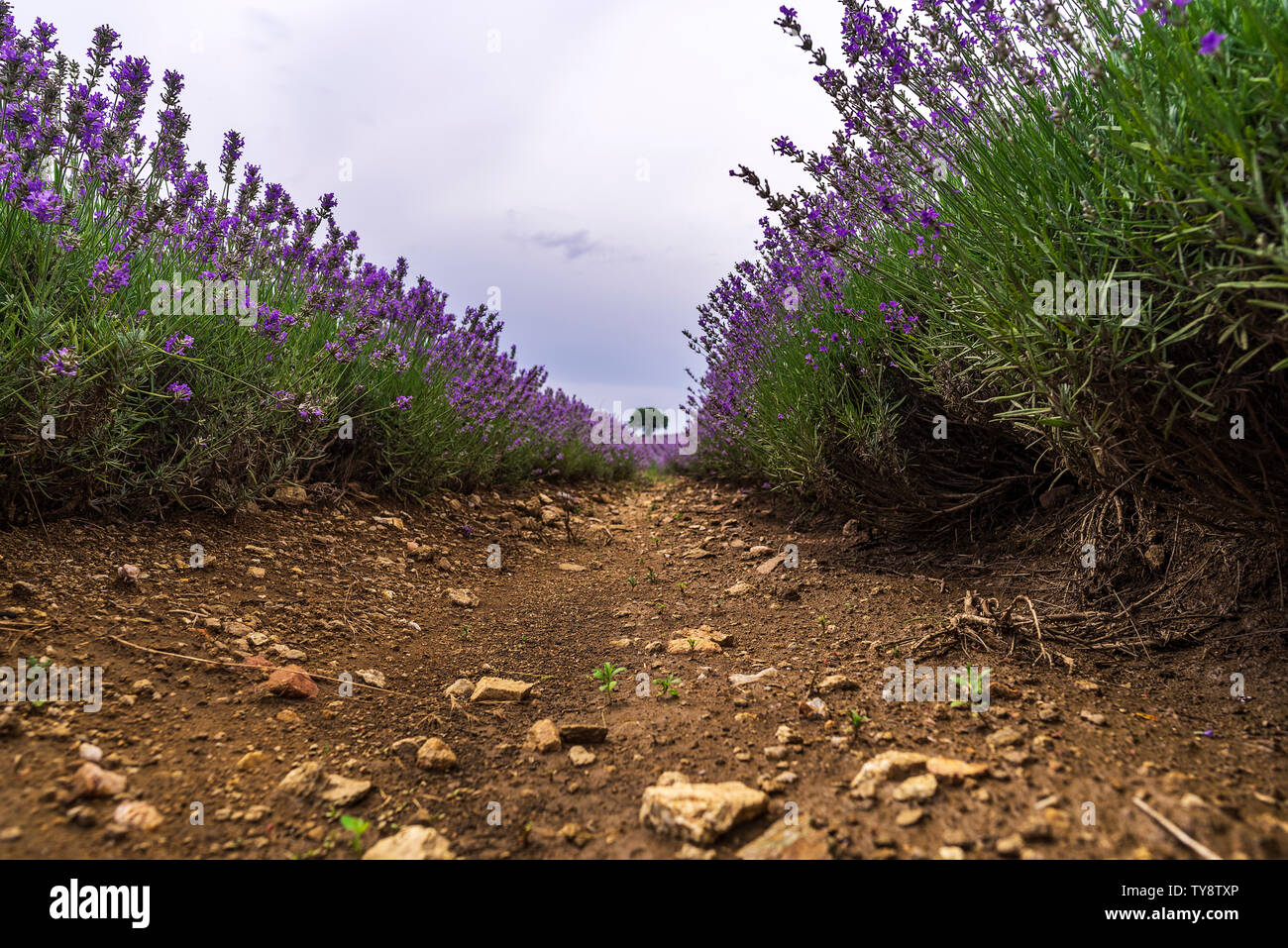 Close up Bushes of lavender purple aromatic flowers at lavender field rows Stock Photo
