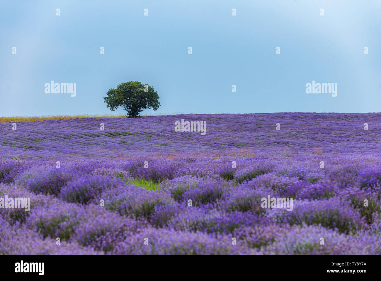 Lavender flowers blooming field and a lonely tree uphill on hot summer day Stock Photo