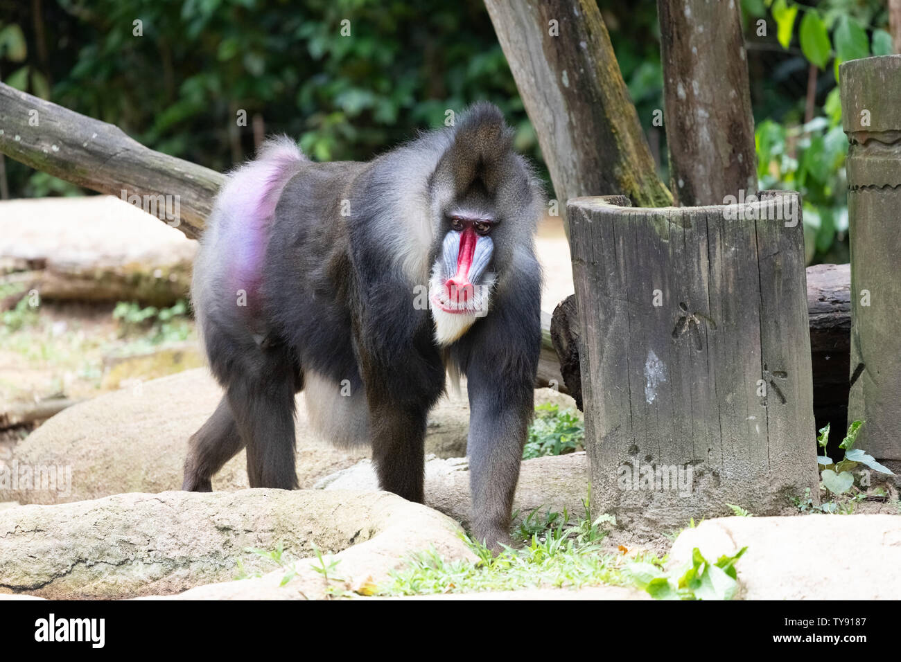 Mandrill is a primate of the Old World monkey family. Stock Photo