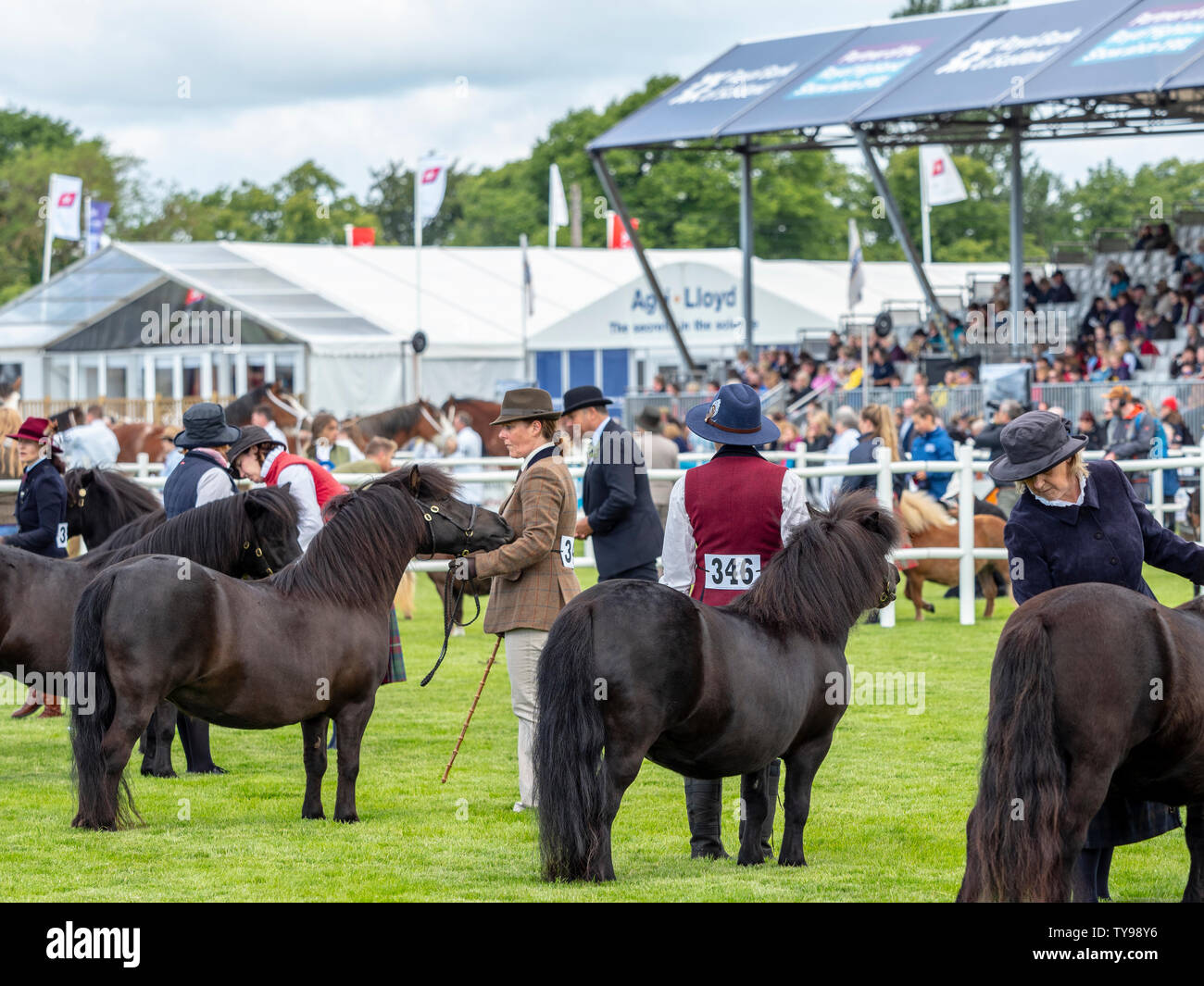 Shetland Pony Show, in the main ring of the Royal Highland Show Stock Photo