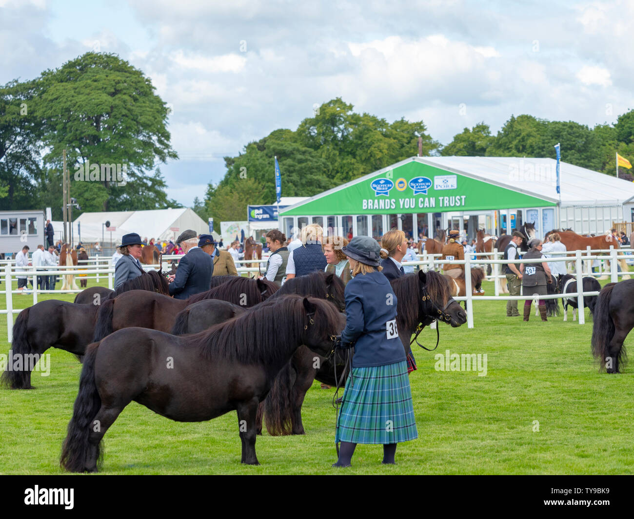 Shetland Pony Show, in the main ring of the Royal Highland Show Stock Photo