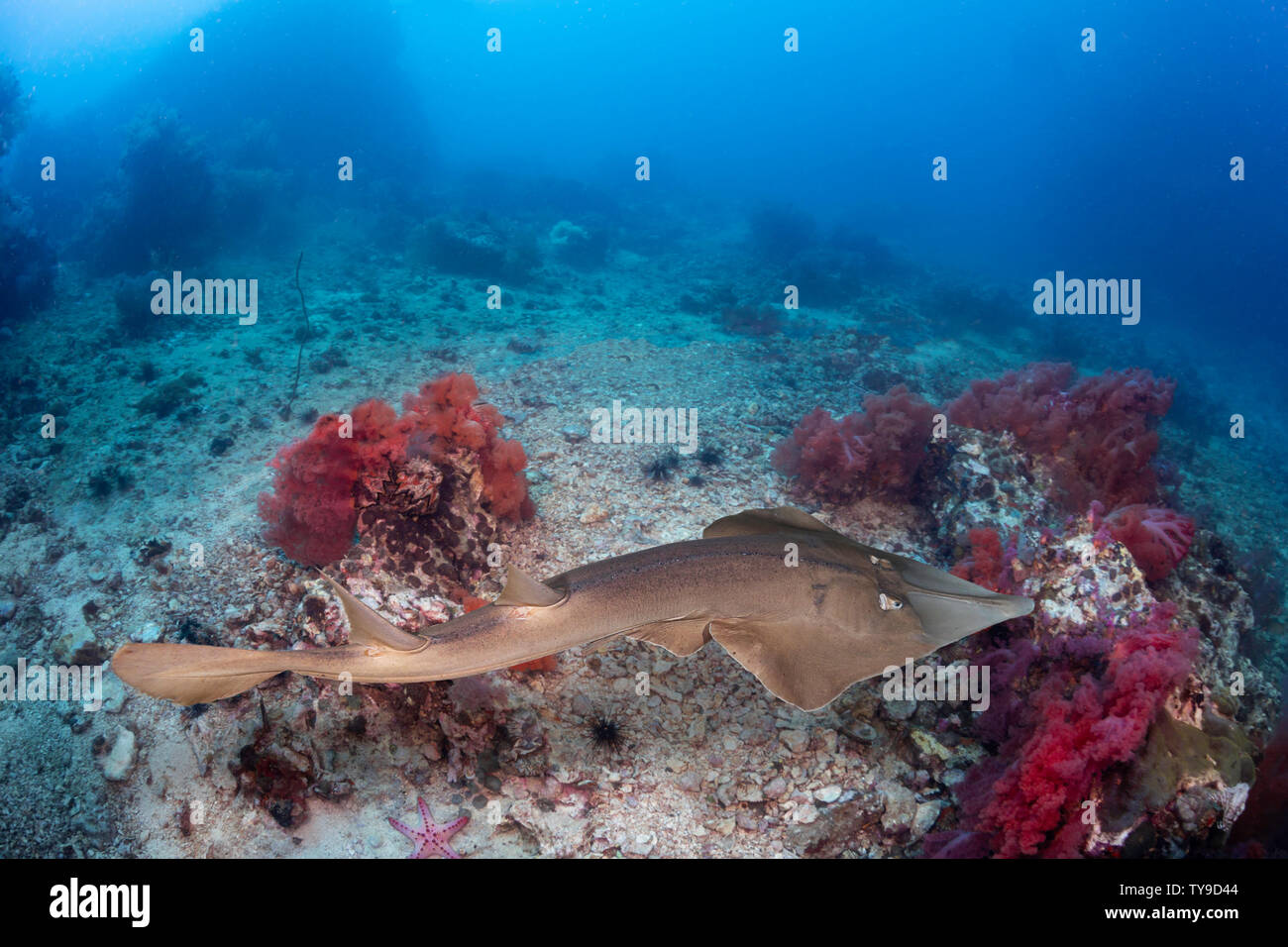 The common shovelnose ray, Glaucostegus typus, is also known as the giant shovelnose ray, Great Northern Shovelnose or giant guitarfish, Indonesia. Th Stock Photo