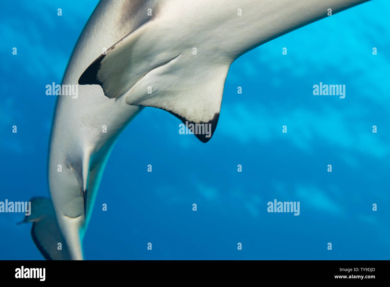 The genital region of a female blacktip reef shark, Carcharhinus melanopterus, Yap, Micronesia. Stock Photo