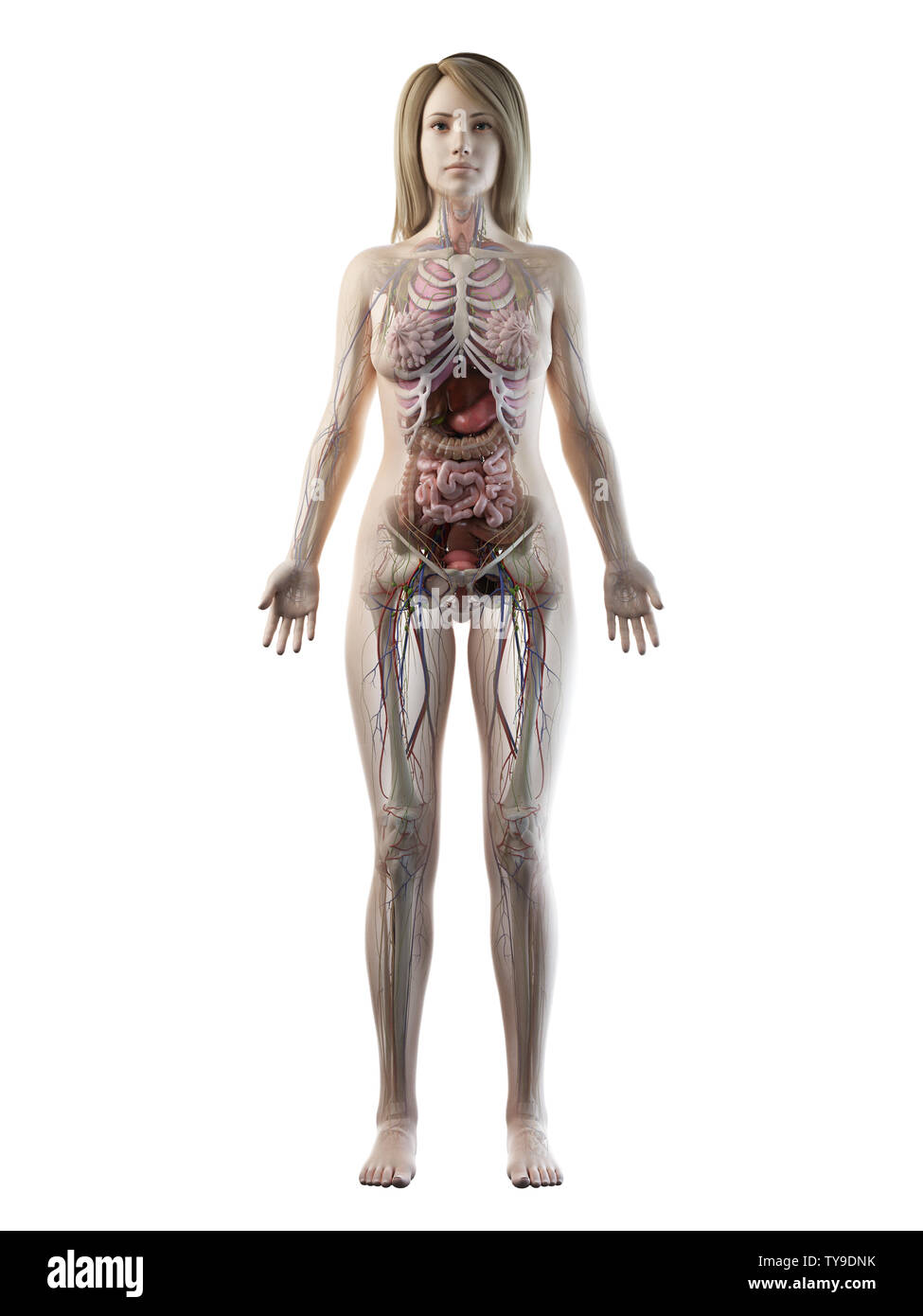 женщина учебник анатомия. анатомия женского тела. анатомия женского тела. анатомия женщины видео. анатомия женщины видео.