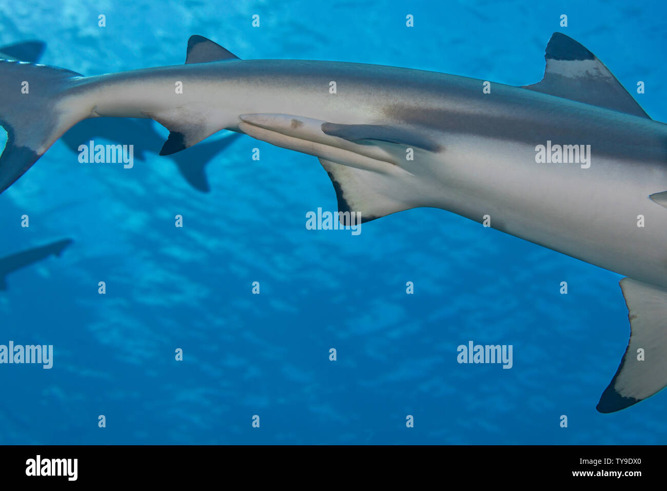 A close look at the claspers on a male blacktip reef shark, Carcharhinus melanopterus, Yap, Micronesia. Stock Photo