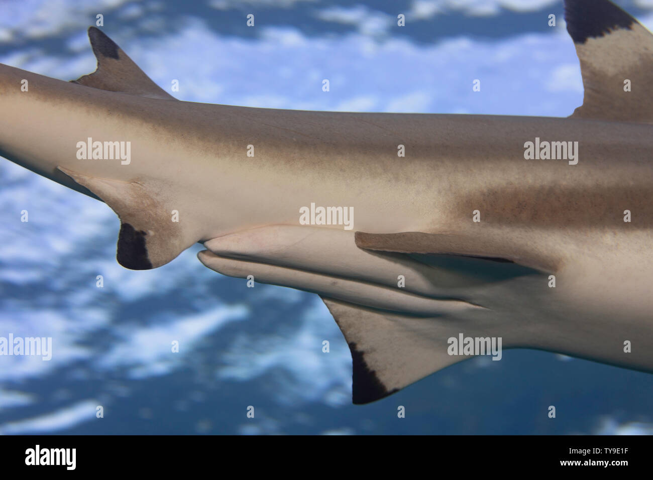 A close look at the claspers on a male blacktip reef shark, Carcharhinus melanopterus, Yap, Micronesia. Stock Photo
