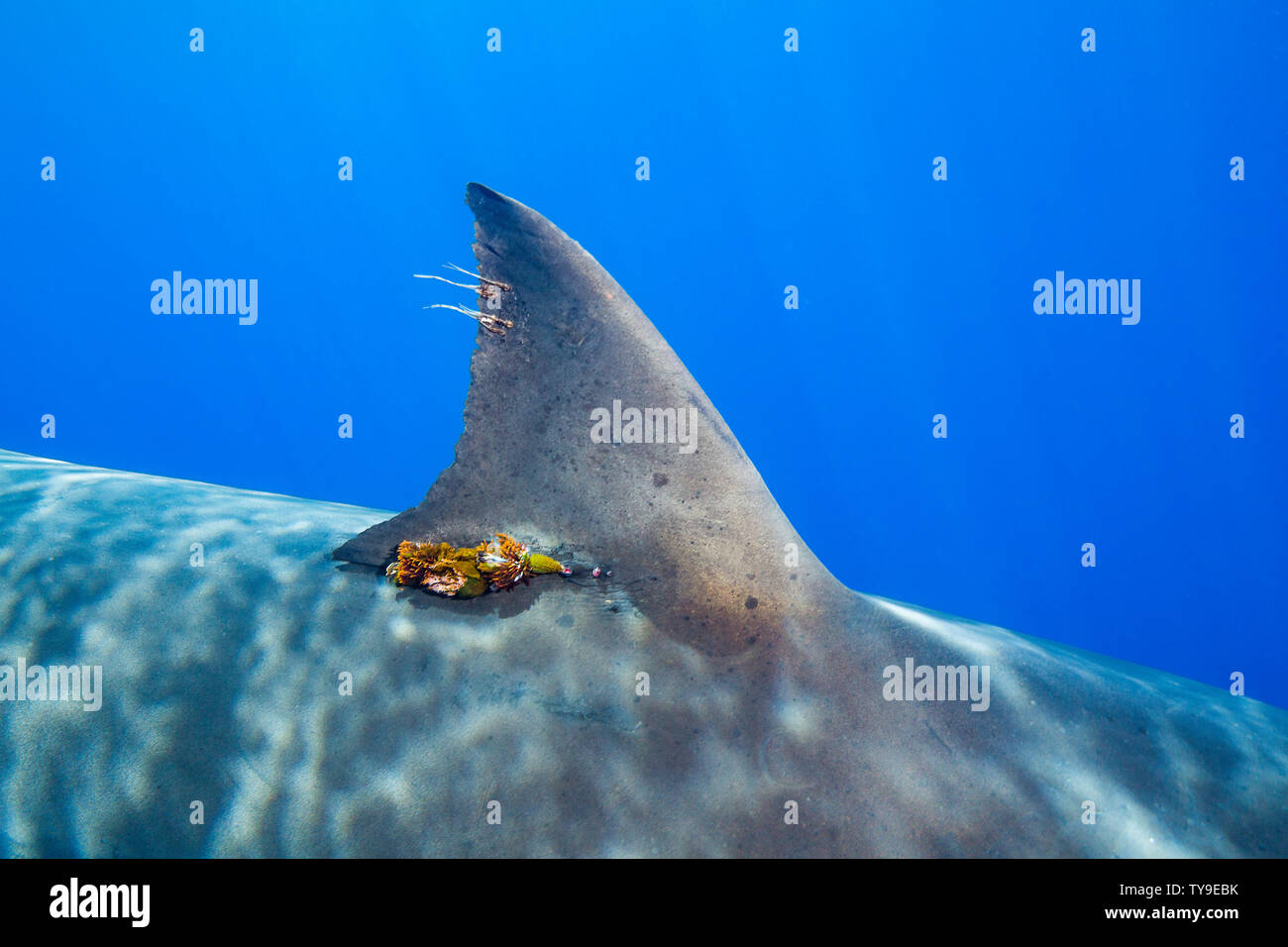 Many of the great white sharks, Carcharodon carcharias, off Guadalupe Island, Mexico, have been tagged for various scientific studies. The tag at the Stock Photo