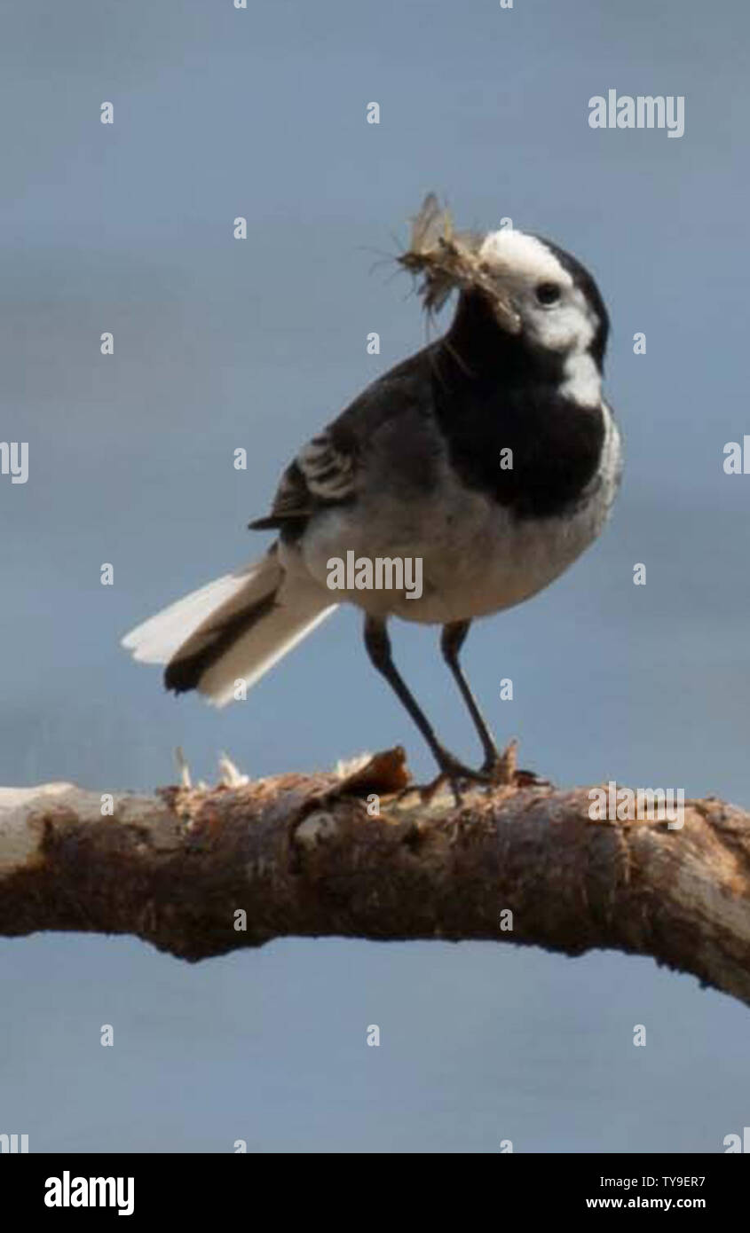 Pied Wagtail with Food on Branch Stock Photo