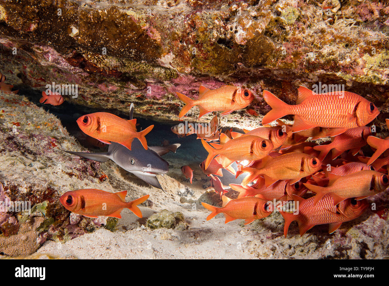 A young whitetip reef shark, Triaenodon obesus, shares a crevice with a school of bigscale soldierfish, Myripristis berndti, Hawaii. Stock Photo