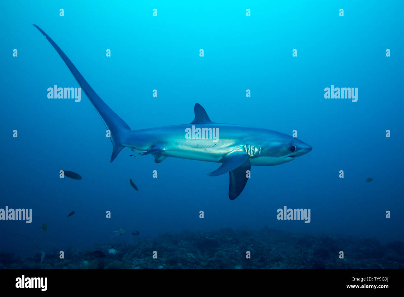 Thresher Shark Hi res Stock Photography And Images Alamy Thresher Shark Hi res Stock Photography And Images Alamy