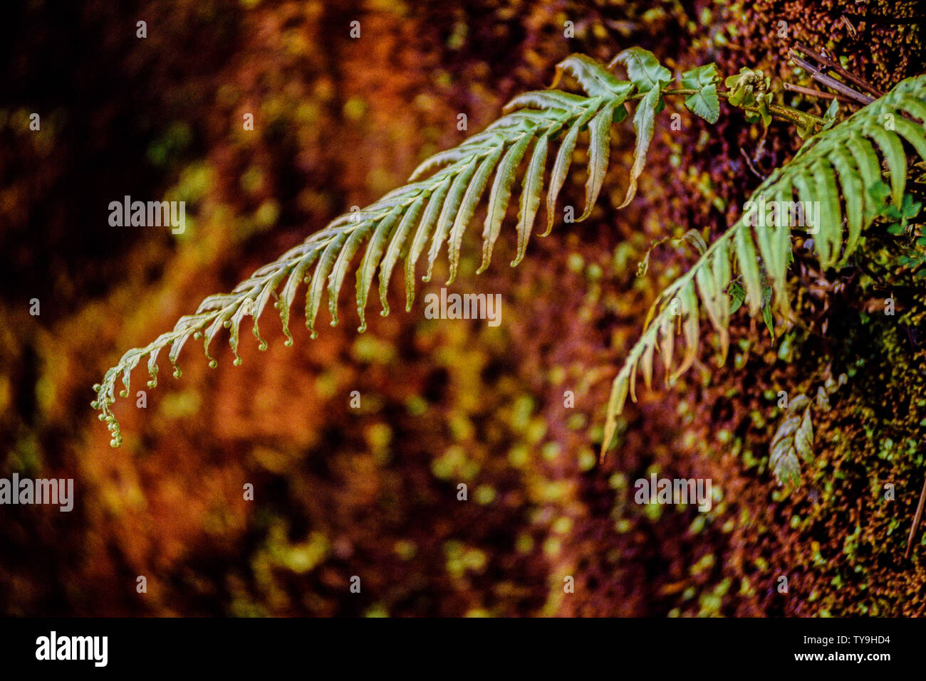 New Zealand, South Island. Westland Tai Poutini National Park which contains many elements of temperate rainforest. such as ferns growing in the warm Stock Photo