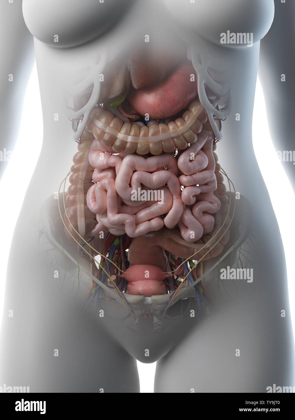 https://c8.alamy.com/comp/TY9JT0/3d-rendered-medically-accurate-illustration-of-a-females-abdominal-organs-TY9JT0.jpg