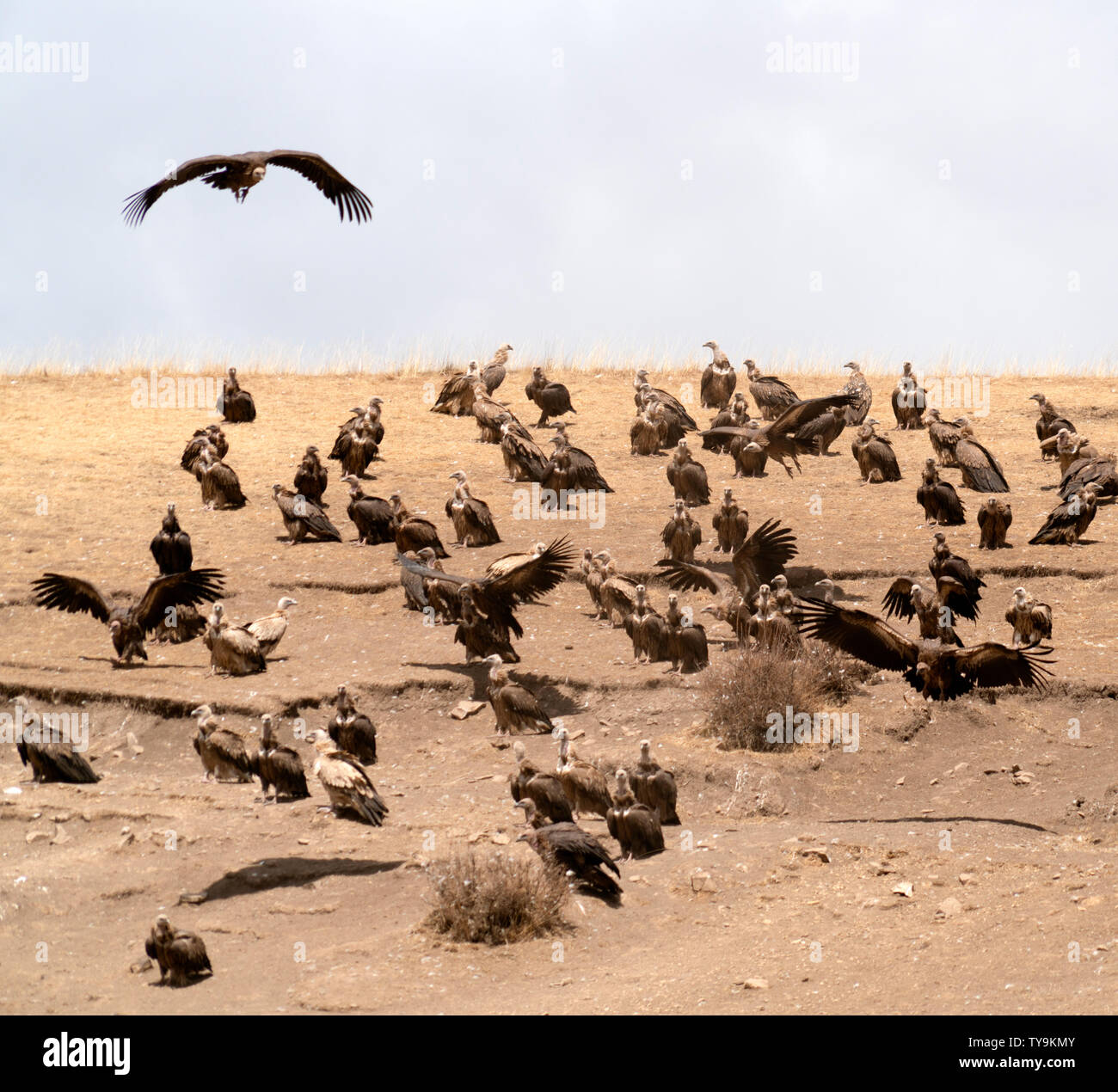 Heavenly burial platform vulture Stock Photo - Alamy