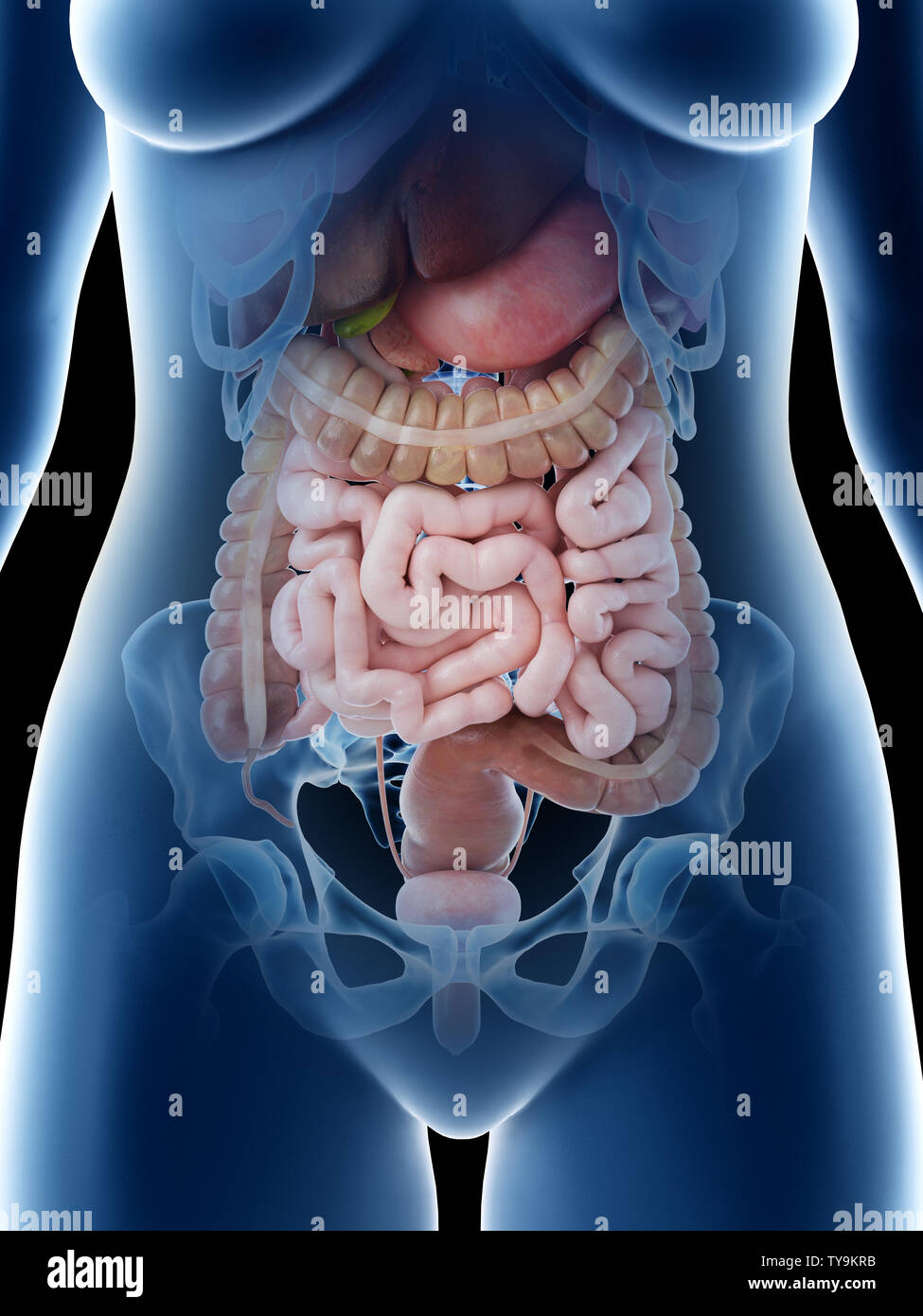 Анатомия внутренних органов женщины фото. Органы брюшной полости. Органы живота женщины.