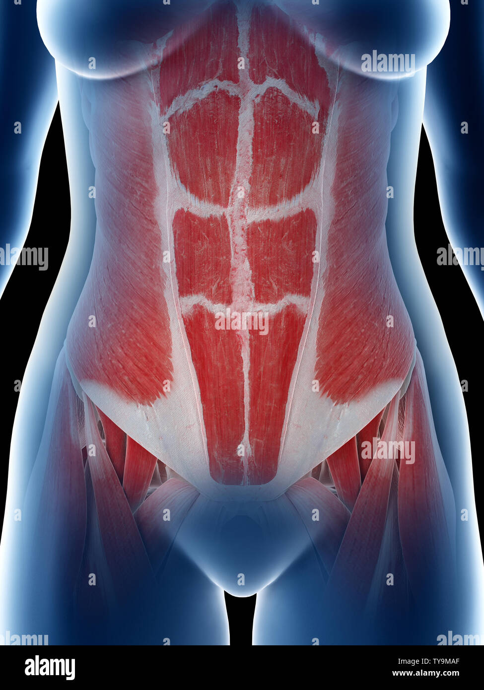 3d rendered medically accurate illustration of a females abdominal muscles Stock Photo