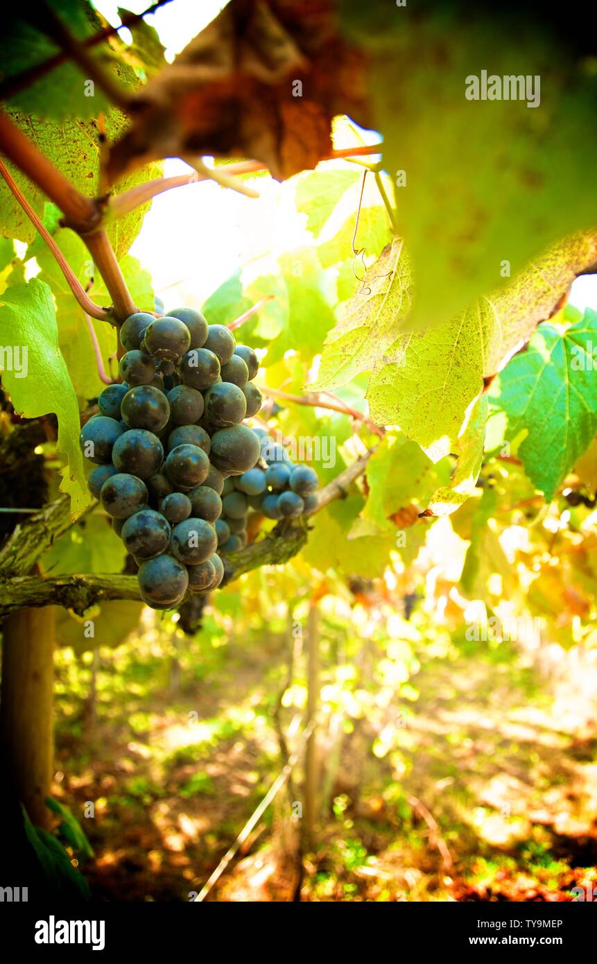 Korean grapes hires stock photography and images Alamy