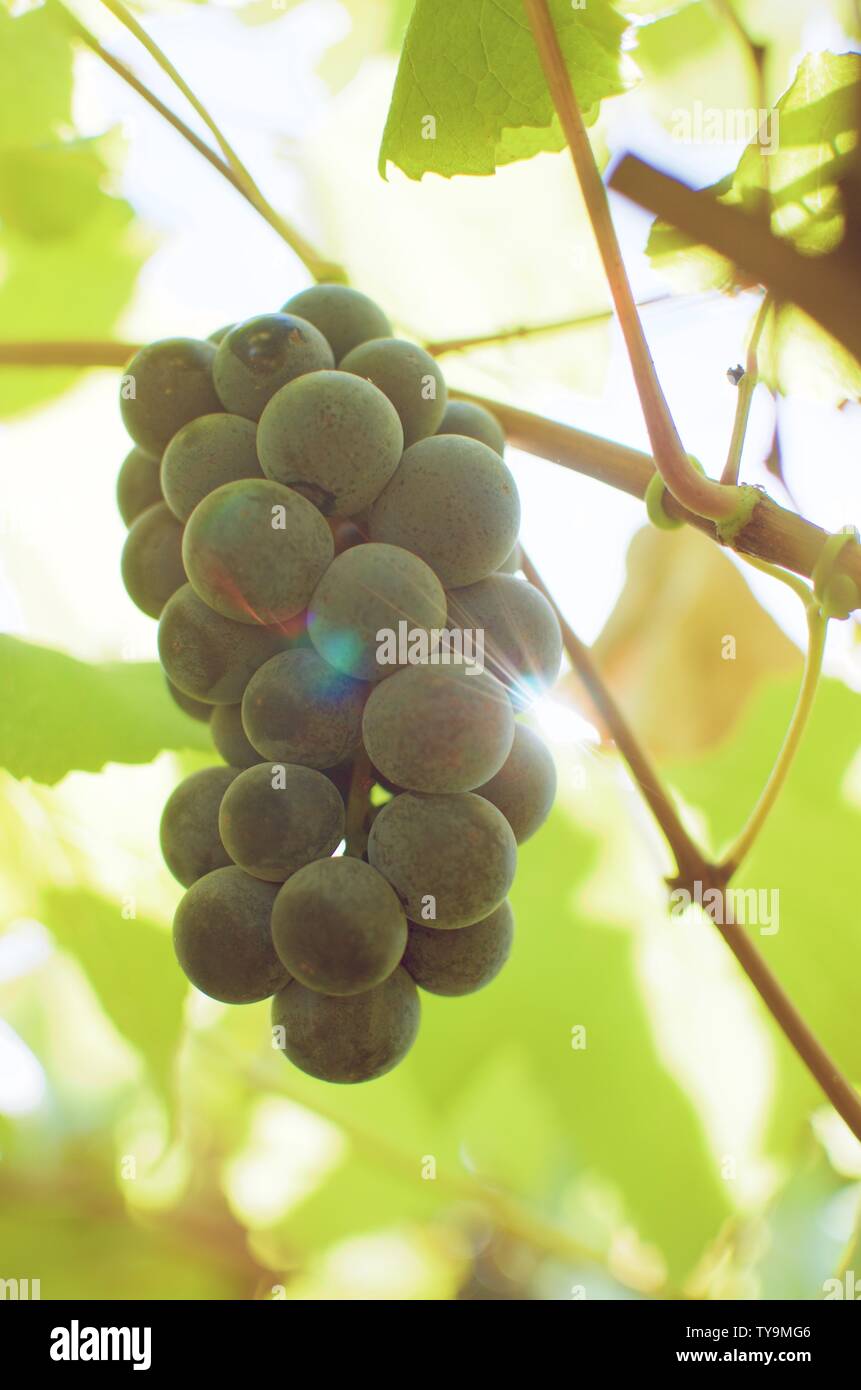 Korean grapes hires stock photography and images Alamy