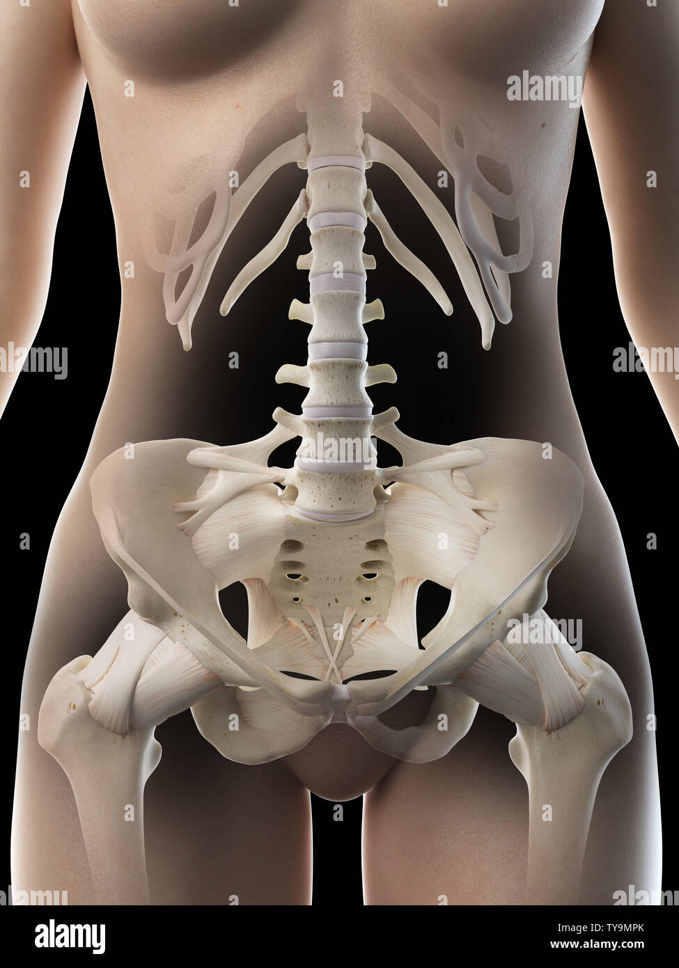 Pelvic Bones High Resolution Stock Photography and Images - Alamy