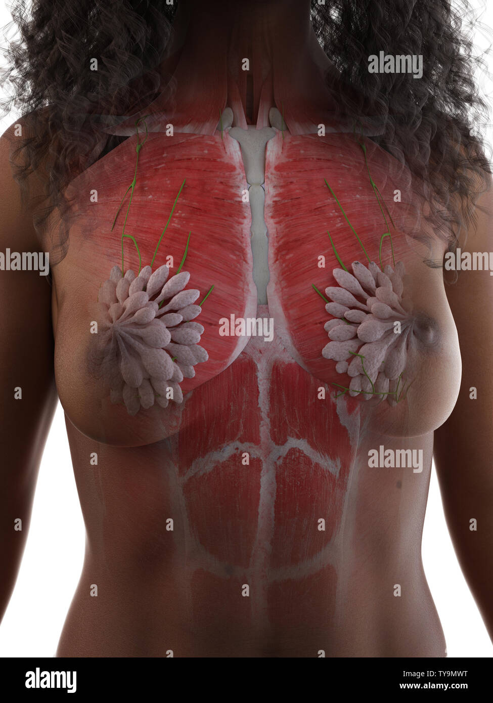 3d rendered medically accurate illustration of a females back muscles Stock  Photo - Alamy