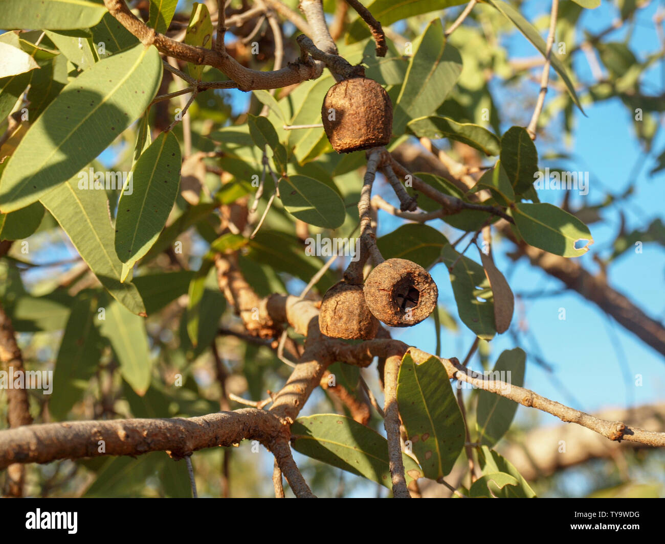 Eucalyptus Bloodwood tree gum nuts in remote Western Australia. Stock Photo
